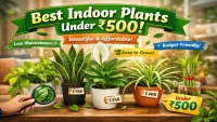 Best Indoor Plants Under ₹500 (Budget Friendly Guide)