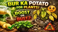 Bur Ka Potato for Plants: Does It Really Work or Is It a Myth? (2026)