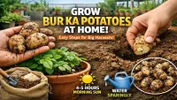 Bur Ka Potato Gardening Trick : How to Use It for Fast Plant Growth (2026)