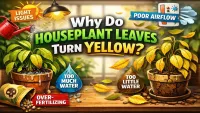 Yellow Leaves on Indoor Plants? Heres What Experts Say
