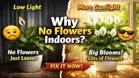 Is Indirect Sunlight Enough for Flowering Indoors?