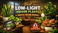 Low-Light Indoor Plants for North-Facing Rooms