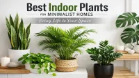 Best Indoor Plants for Modern Minimalist Homes – Expert Tips