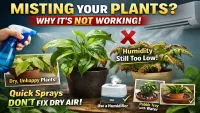 Is Misting Indoor Plants Really Helping or Just Fooling You in AC Rooms?
