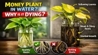 Can a Money Plant Really Live in Water Forever? The Honest Truth