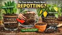 How Often Should You Change Soil of Indoor Plants? (2026 Guide)