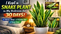 Snake Plant in Bedroom: 30-Day Real Experience (Sleep, Air & Health Results)