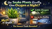 Snake Plant Oxygen at Night – Myth or Science? Truth Explained (2026)