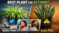 Spider Plant vs Snake Plant for Asthma & Allergies – Which Is Better? (2026)