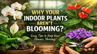 Indoor Potted Flowers That Keep Blooming Without Extra Effort