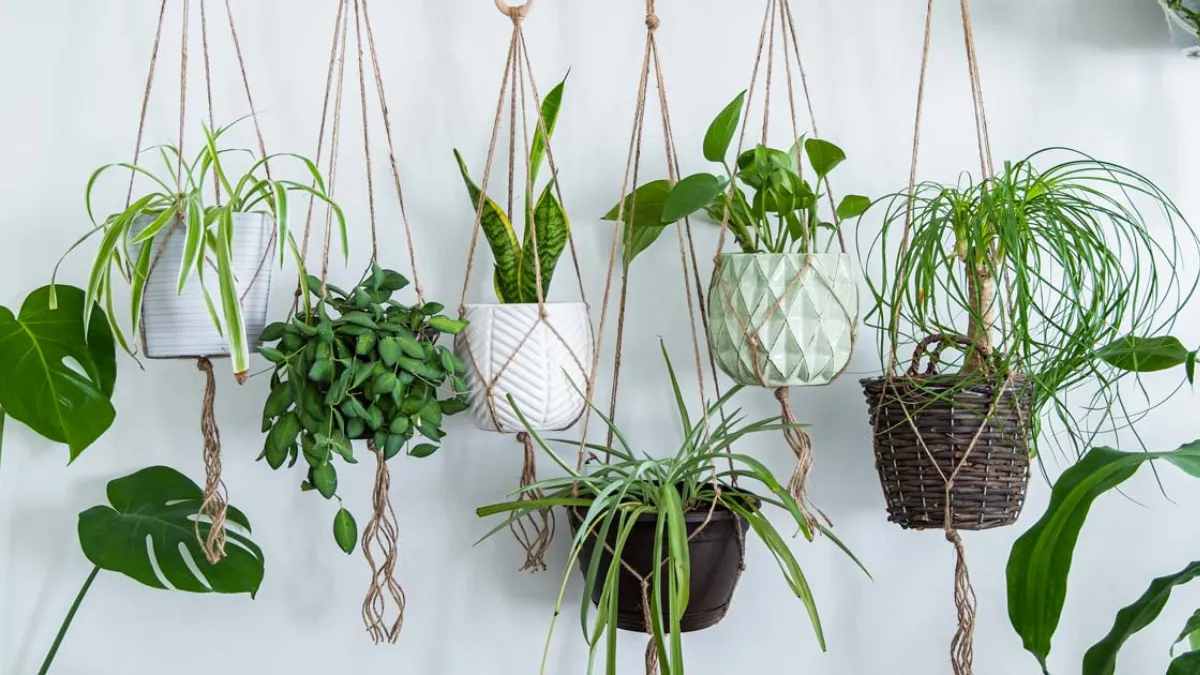 Air Purifying Indoor Plants People Are Loving in 2025