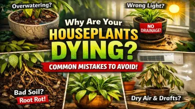 Why Your Indoor Plants Are Dying Even With Watering Correctly – Experts Explain