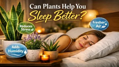 Do Indoor Plants Really Improve Sleep? (Scientific Evidence Explained)