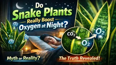 Snake Plant Oxygen at Night: Truth, Myth or Just Hype?