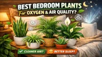 Best Bedroom Plants for Oxygen and Air Quality (Science-Backed Guide)