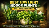 Best Low Light Indoor Plants That Actually Survive (2026 Picks)