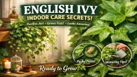 English Ivy Indoors : A Complete Care Guide & Why Its Trending