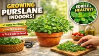 Purslane Indoor Plant Guide : Benefits, Care & Tips