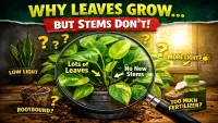 Why Indoor Plants Grow Leaves but No New Stems