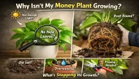 Money Plant Looks Healthy but Not Growing? Heres Why