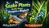 Snake Plant Oxygen at Night: Truth, Myth or Just Hype?