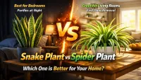 Snake Plant vs Spider Plant: Which Is Better for Indoor Air?