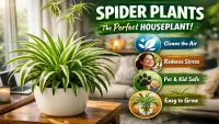 Spider Plant Benefits : Why Almost Every Home Needs One