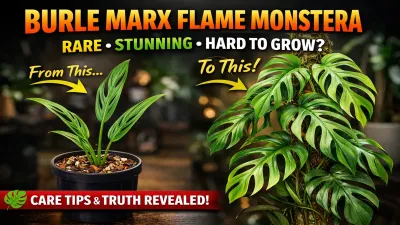 Burle Marx Flame Monstera : Rare Aroid Guide (2026)
