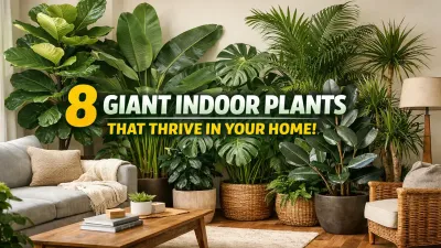 8 Indoor Plants That Grow Very Large Indoors