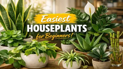12 Best Beginner Friendly Indoor Plants That Are Hard to Kill