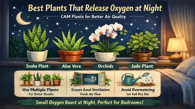 Best Plants That Release Oxygen at Night (Science-Backed Indoor & Outdoor Choices)
