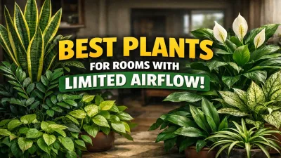7 Plants That Survive in Closed Rooms With Low Airflow
