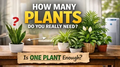 How Many Plants Do You Need to Purify Air in a Room?