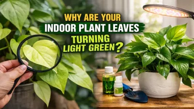 Why Indoor Plants Turn Pale Green (And How to Fix It)