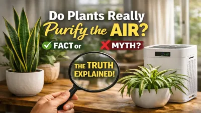 Do Indoor Plants Really Clean Air or Just a Myth?