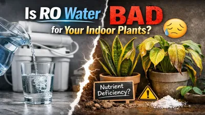 Is RO Water Safe for Indoor Plants? Pros, Cons & Safer Alternatives