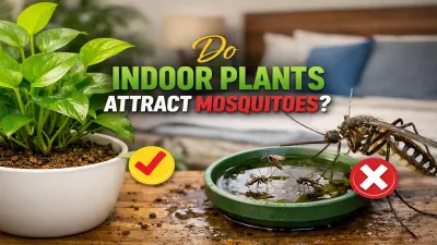 Do Indoor Plants Attract Mosquitoes in India? Truth Revealed