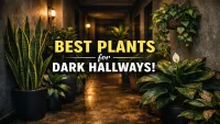 9 Best Indoor Plants for Dark Hallways