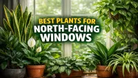 North-Facing Window? These 9 Indoor Plants Thrive Without Direct Sunlight