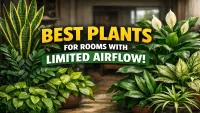 7 Plants That Survive in Closed Rooms With Low Airflow