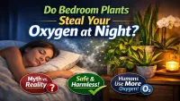 Do Indoor Plants Compete for Oxygen at Night? Myth vs Reality
