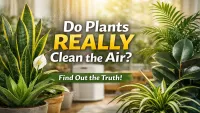 Best Air Purifying Indoor Plants for Home – Science Based Benefits