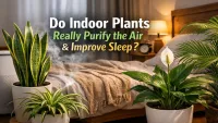 Best Indoor Plants for Clean Air & Better Sleep (Science-Based Guide)