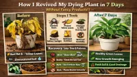 How I Turned My Dying Indoor Plant Into a Healthy One in 7 Days