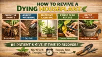 From Dead to Thriving: Indoor Plant Recovery Story Explained