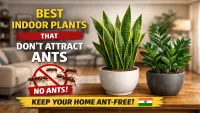 Indoor Plants That Dont Attract Ants in India (Safe Picks for Homes)