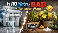 Is RO Water Safe for Indoor Plants? Pros, Cons & Safer Alternatives