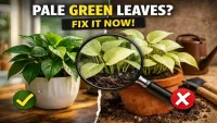 Why Indoor Plants Turn Pale Green (And How to Fix It)