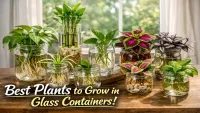 8 Indoor Plants That Grow in Glass Containers Beautifully