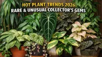 Rare & Trending Indoor Plants 2026 – Collectors Ultimate Guide